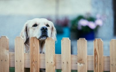 Should You Have a Front Yard Fence?