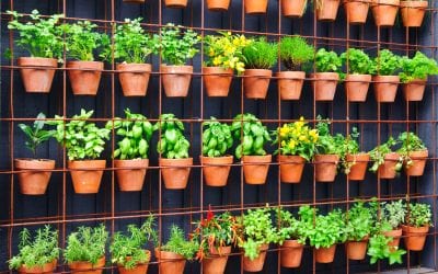 Adding A Vertical Garden to Your Backyard