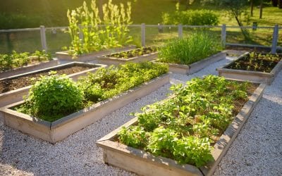 2020 Garden Trends