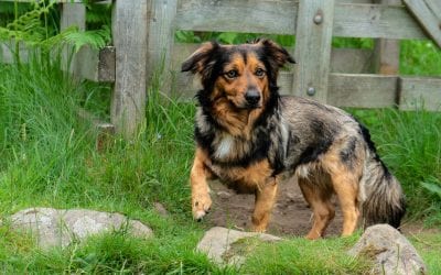Fencing for Fido