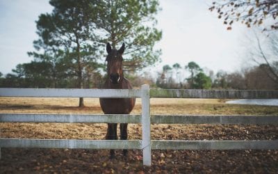Personalizing Your Ranch Rail Fence