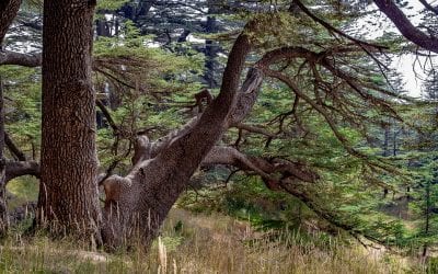 What Makes Cedar So Useful