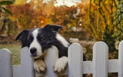 Fencing Solutions For Our Furry Friends