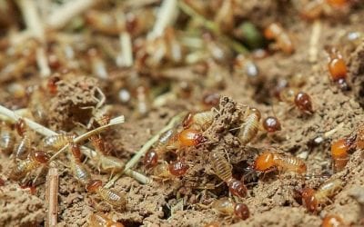 Protect Your Fence from Termites