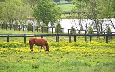 Preparing Your Ranch for Spring