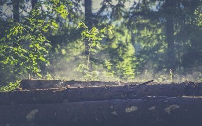 Choosing the Right Wood for Your Fence
