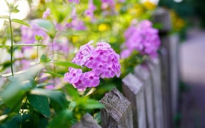 Have your Split Rail Fence and Your Privacy, Too