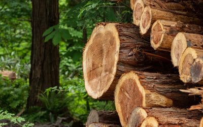 Besides Fencing, What Is Cedar Good For In My Yard?