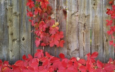Finding the Best Fencing Materials for the Colorado Front Range