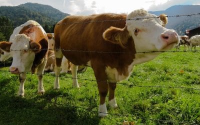 Why Using Barbed Wire Fencing is a Bad Idea