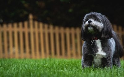 5 Ways to Keep Your Dog from Escaping the Yard Again