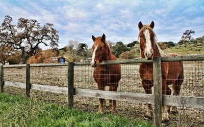 Treated Fencing Vs. Non-Treated Fencing