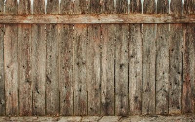 Wood-Damaging Insects: How to Protect Your Wood Fence